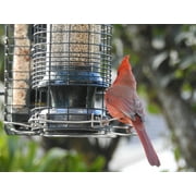Brome Squirrel Solution150 Squirrel-Proof Bird Feeder, Green, 4 Perches, Free Seed Funnel, 2.6 lb Capacity