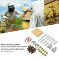thumbnail image 3 of Boîte d'Élevage de Reines, Kit d'Élevage de Reines pour Apiculture pour Apiculteurs, 3 of 7