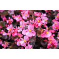 thumbnail image 2 of 25 WAX MIXED BEGONIA Semperflorens Fibrous Mixed Colors Red Pink White Two Tone Shade Flower Seeds, 2 of 10