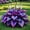 MidnightBlue-c, variant on Fast Growing, Hostas Planting-(Non-Artificial)- Garden Stakes-Bloom Year After Year, Home Decoration-Ornamental-PremiumBeautiful Gift Garden-