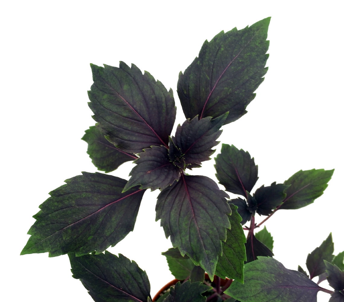 Wild Magic Basil Herb 3" Pot Fruity Fragrance Thrives in Cold