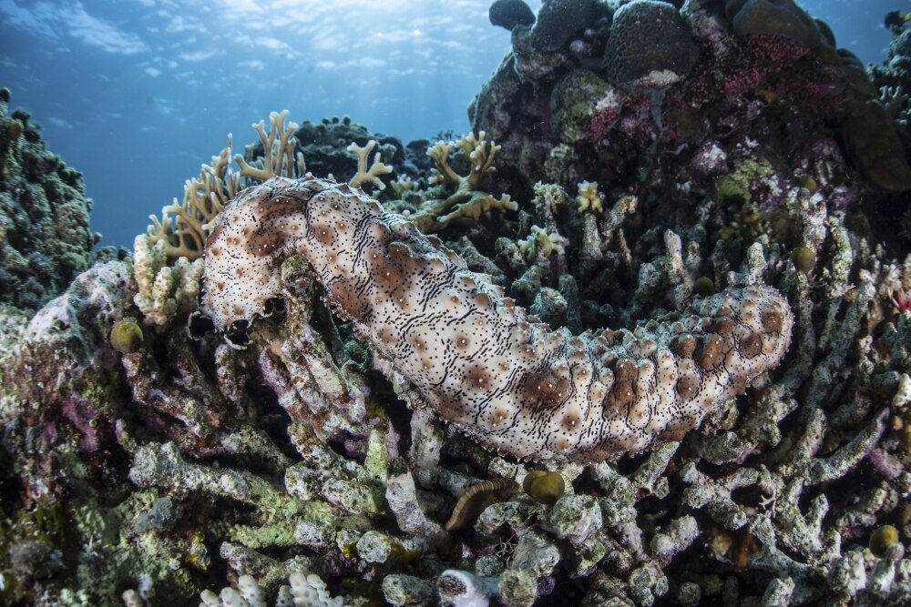 A sea cucumber clings to a reef in Alor, Indonesia. This remote region