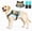 Military green, variant on SAVIOR COOL Comfort Dog Cooling Vest for Medium Large Dogs, Soft Summer Cooling Harness with 4 Cold Source, SPF 50+ Sun Guard, Breathable Reflective Jacket for Hot Weather Safety