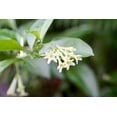 thumbnail image 5 of Night Blooming Jasmine I 20 Live Plants I Cestrum Nocturnum  Fragrant White Flowers for Evening Garden Bliss, Perfect for Container Gardening, Easy to Grow, 5 of 8