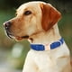 thumbnail image 3 of Collar de perro de cuero personalizado - hebilla de metal grabado, reflexivo - para perros pequeños / grandes, identificación personalizada, durable y con estilo, 3 of 3