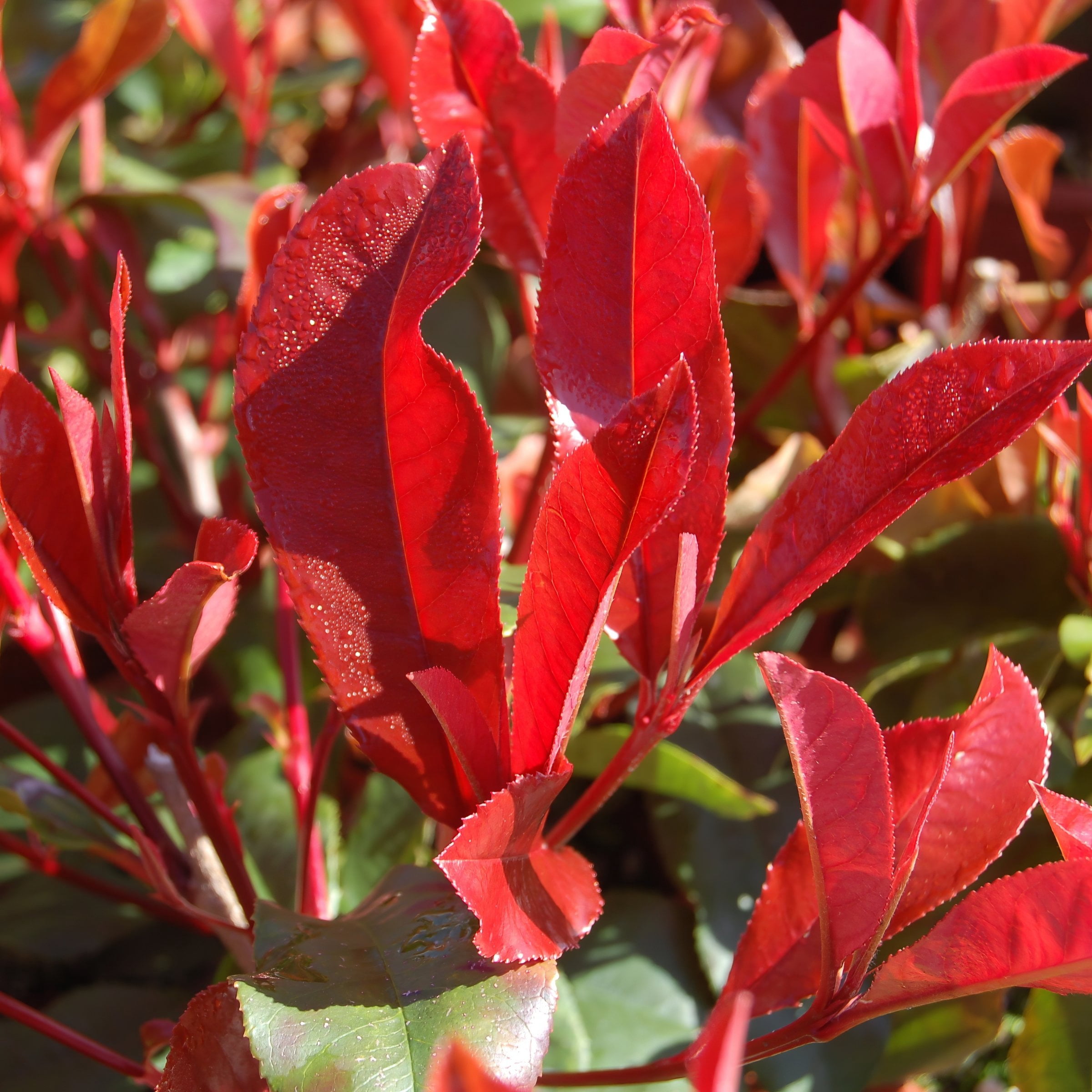 National Plant Network 4 in. Photinia Dynamo Red (16-Pack)