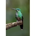 thumbnail image 2 of Malvin, Larry 23x32 Black Ornate Wood Framed with Double Matting Museum Art Print Titled - Hummingbird IV, 2 of 4