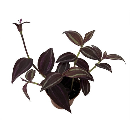Burgundy Tradescantia - 2.5" Pot