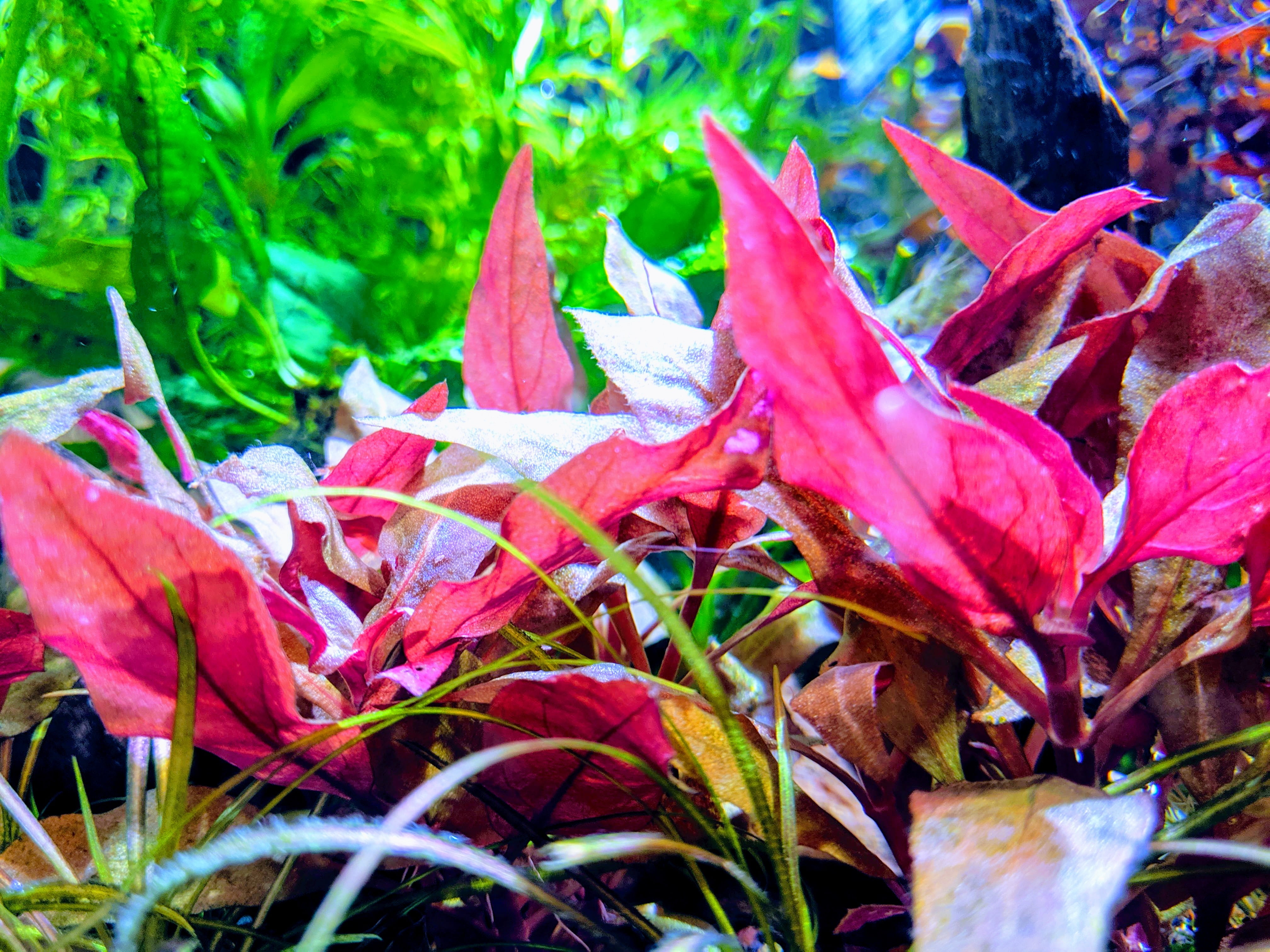 5X Bunch Alternanthera reineckii rosaefolia Mini Live Aquarium Plant 