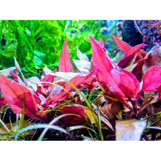 Hiro Aquatics 4 Alternanthera Reineckii Mini Red Carpet Live Aquarium Plant Foreground Plant Brown 3 Pieces Walmart Com Walmart Com