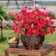 thumbnail image 4 of Eoozwa 2 Packs Artificial Flowers 7-Head Bouquet Realistic Silk Floral Stems for Home Decor Wedding Centerpieces and Outdoor Garden Photography Props Long-Lasting Spring Collection, 4 of 6