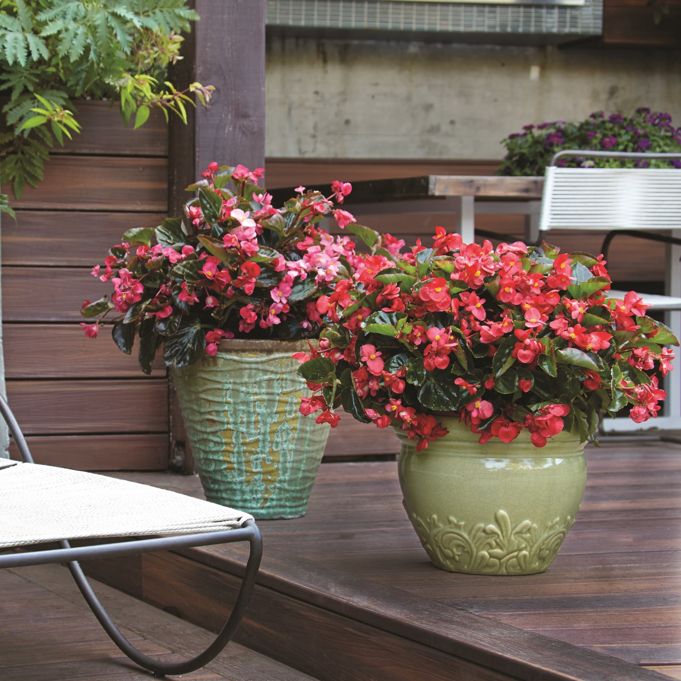 Proven Winners 4" Surefire Red Begonia Live Plant in 4.25" Pot (4 Count)