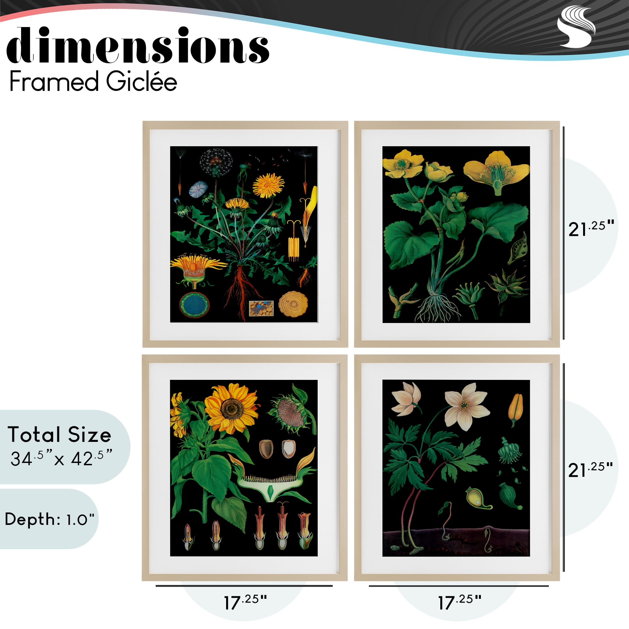 Stupell Industries Botanical Illustrations on Black 4 Piece Birch Framed Print Under Glass Set, design by Vintage Hustle