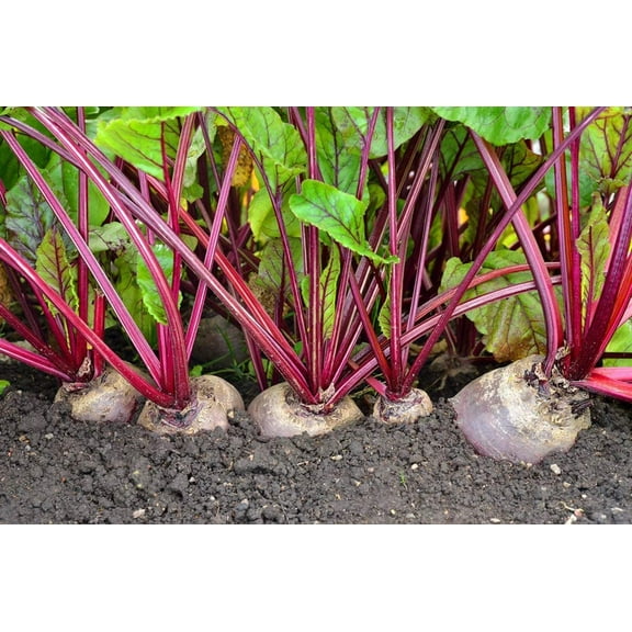 Detroit Red Beets Seed - 250  Seeds - Made in USA, Ships from Iowa.