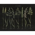 thumbnail image 2 of Wild Apple Portfolio 32x26 Gold Ornate Wood Framed with Double Matting Museum Art Print Titled - Herbal Botanical VII Black Wood, 2 of 4