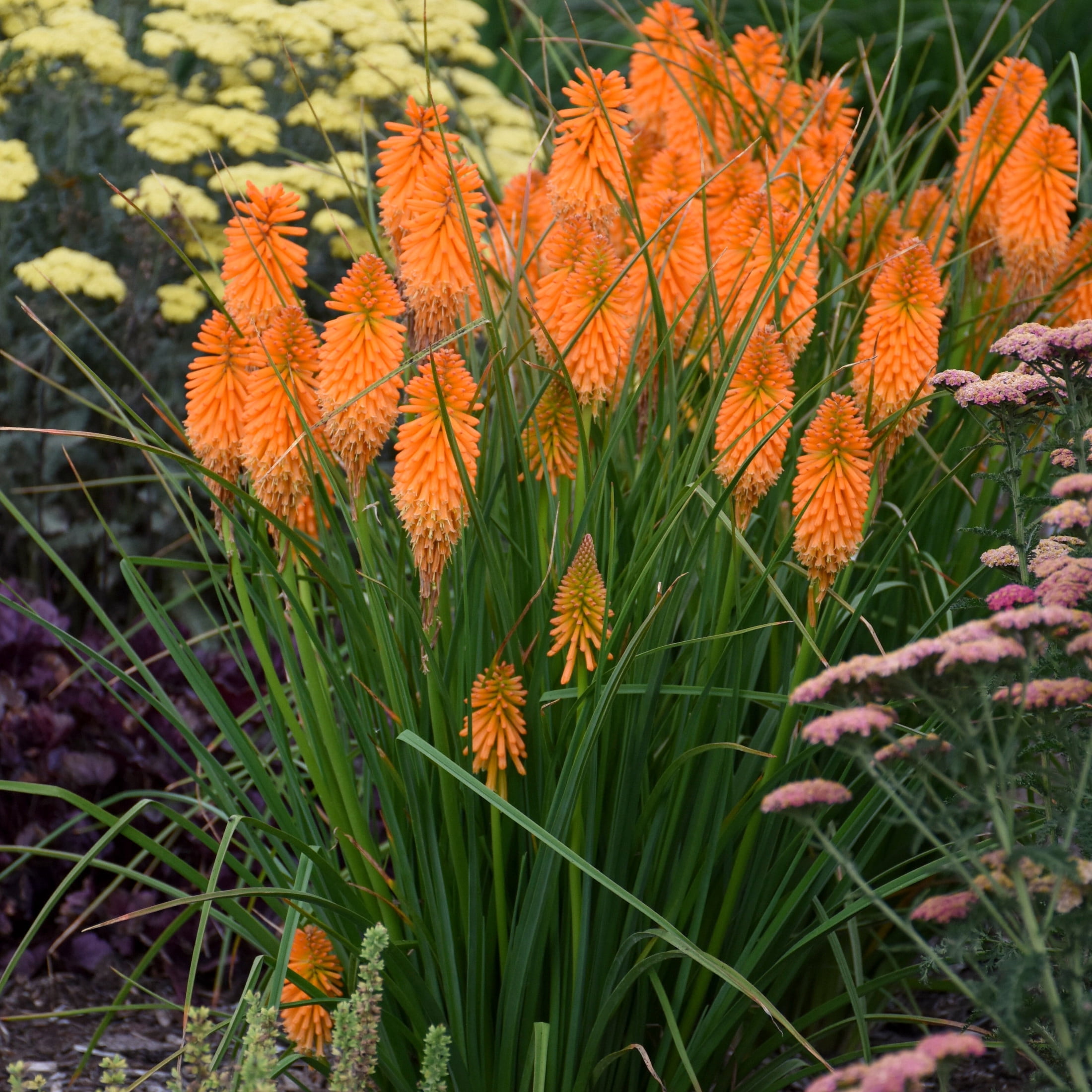 Proven Winners 6" Pyromania 'Orange Blaze' Red Hot Poker Live Plant in 7.5" Pot