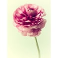 thumbnail image 3 of Stalus, Judy 15x18 Black Modern Framed Museum Art Print Titled - Lush Botanical II, 3 of 5