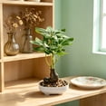 thumbnail image 5 of EDHITNR Artificial Money Tree Bonsai Mini Plastic Green with White Pot Faux Potted for Desk Shelf Decor, Realistic Leaf Texture Small Potted Bonsai Indoor Ornament, 5 of 6