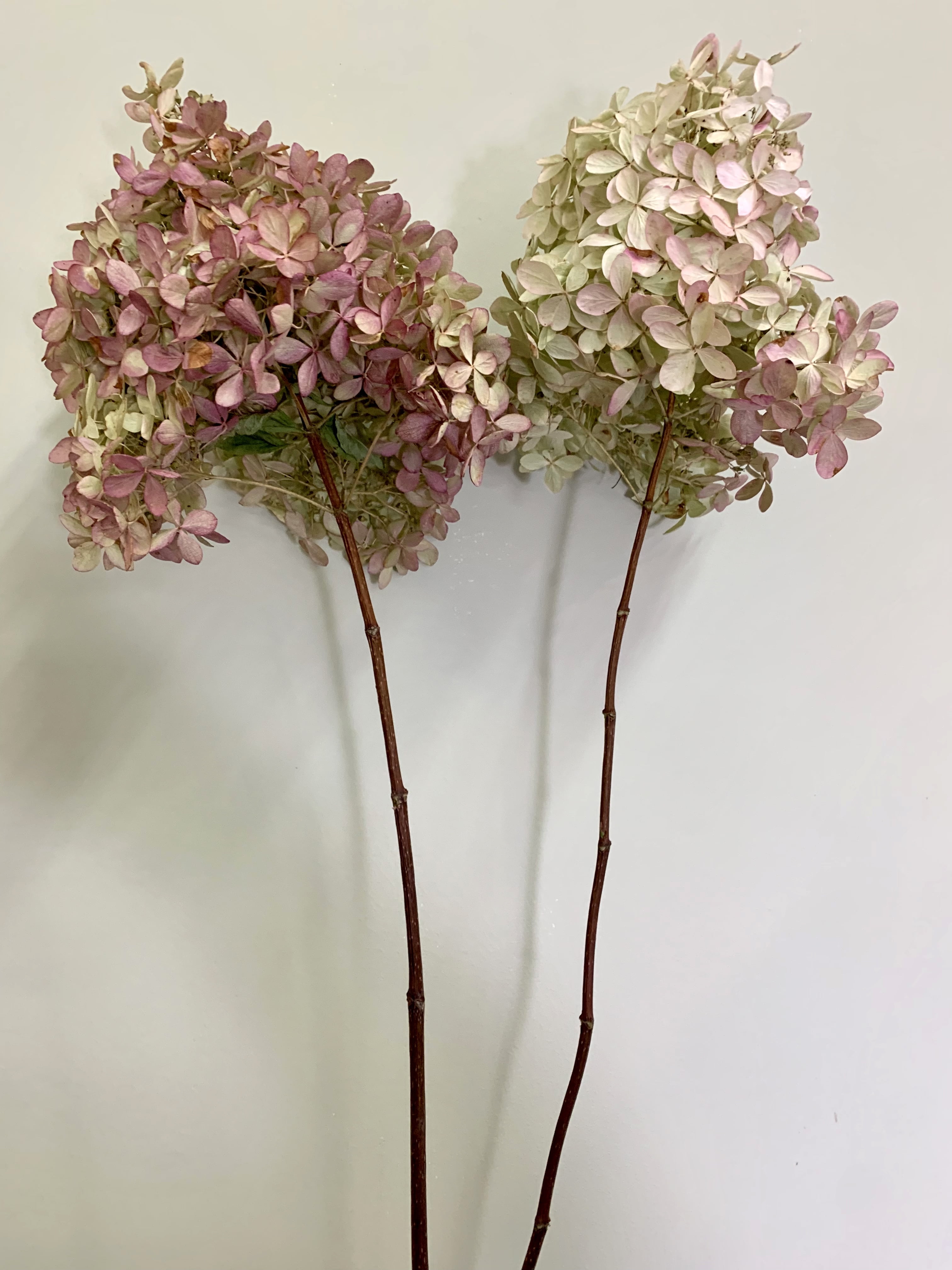 Naturally Dried Long Stem Hydrangeas