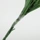 thumbnail image 5 of Cinta Para Injertos De Jardín, Cinta Para Injertos, Autoadhesiva Flexible Para Nueces, Nueces, Aguacate ANGGREK JCJY23, 5 of 8
