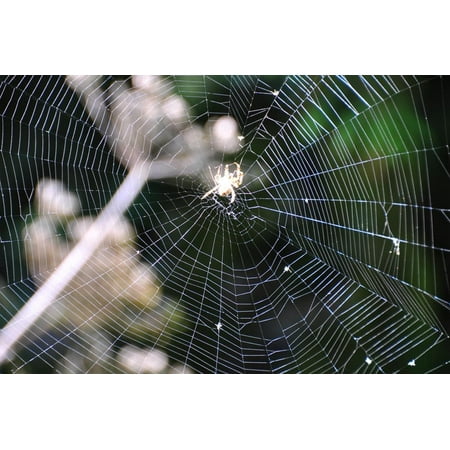 Spiderweb II Print Wall Art By Logan Thomas