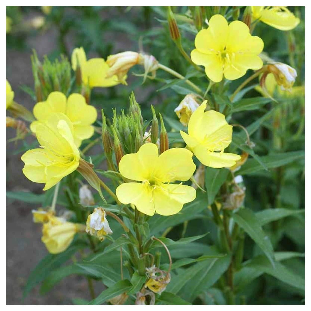 Everwilde Farms - 1 lb Common Evening Primrose Garden Flower Seeds - Gold Vault Bulk Seed Packet