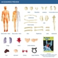 thumbnail image 4 of Human Torso Body Model Anatomy Anatomical Medical Internal Organs for Teaching Detachable Educational Medical Science Model New, 4 of 5