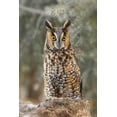 thumbnail image 2 of Jones, Adam 23x32 Gold Ornate Wood Framed with Double Matting Museum Art Print Titled - Long-eared owl-Asio otus-controlled situation-Montana, 2 of 4