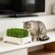 thumbnail image 4 of Maceta hidropónica para hierba de gato: kit de cultivo de hierba de trigo sin tierra para gatos de interior, snack saludable para el control de bolas de pelo, pequeño recipiente para el alféizar de l, 4 of 6
