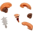 thumbnail image 5 of Smart Lab Cerveau spongieux incroyable, 5 of 5