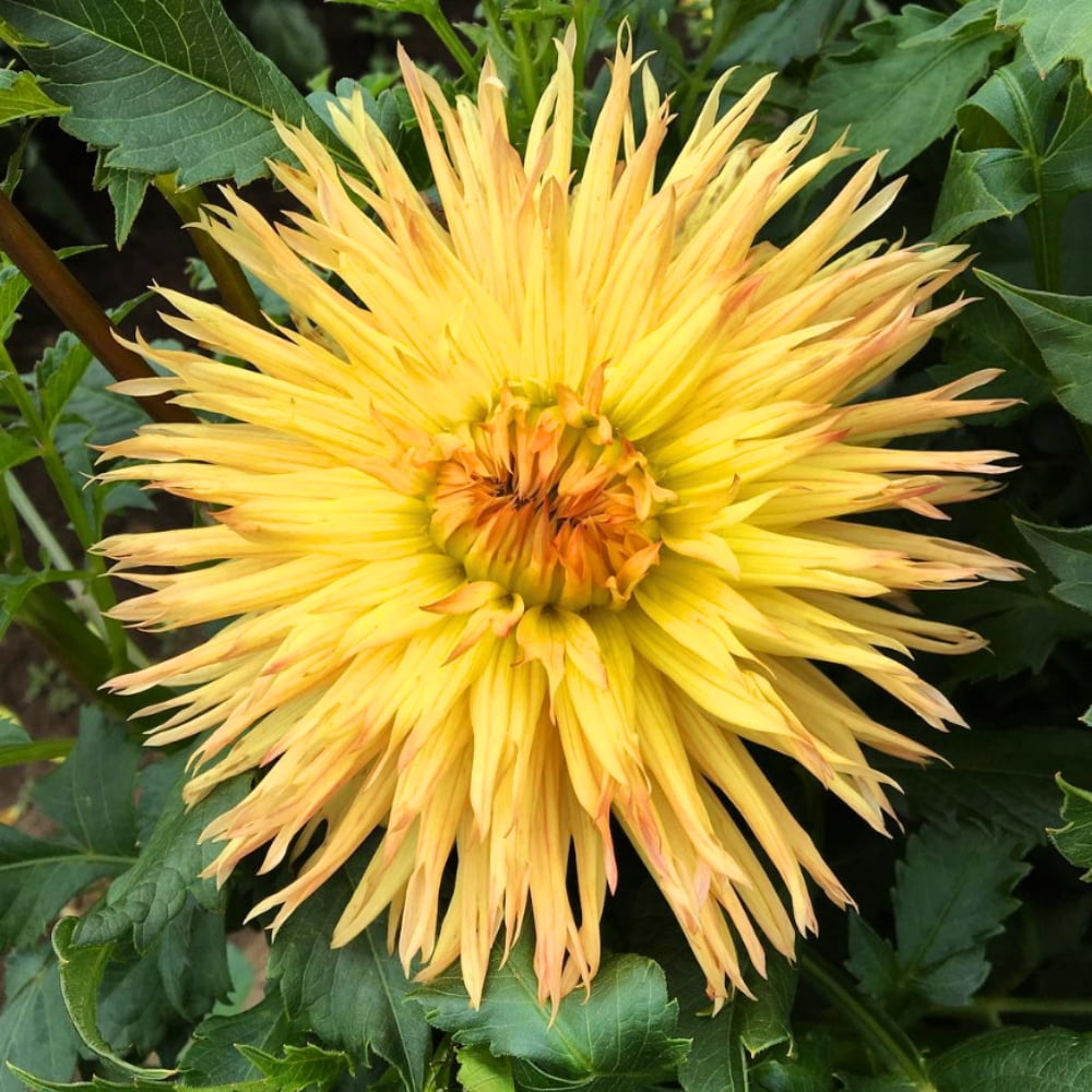 40 Seeds Sassafrass Dahlia Mix Pollinator Friendly Heirloom Flower Seeds for Garden Blooms
