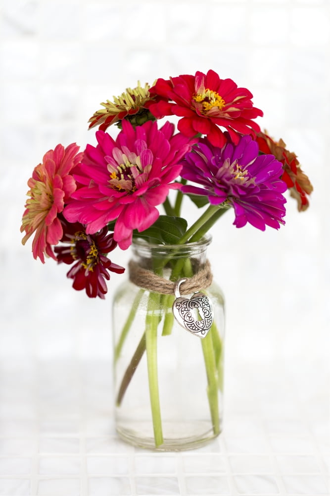 A variety of coloured Zinnia flowers in a simple glass vase with a ...