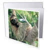 Three-toed sloth wildlife, Corcovado NP, Costa Rica - SA22 KSC0137 - Kevin Schafer 6 Greeting Cards with envelopes gc-87218-1