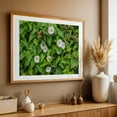 thumbnail image 5 of Morning Glory Blooms in Halifax PA - Halifax Pennsylvania Photography Flowers Botanical Garden Floral Nature Summer Unframed Wall Art Print 4 x 6 inches, 5 of 7