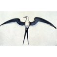 thumbnail image 2 of White: Frigate Bird. /Nwatercolor, C1585, By John White. Poster Print by  (18 x 24), 2 of 2