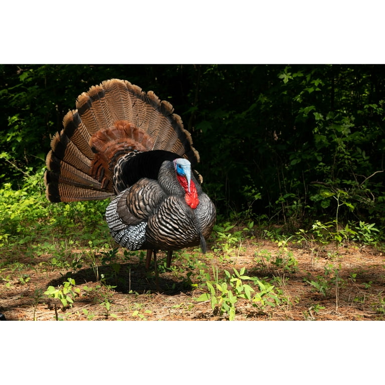 Higdon Outdoors Hunting Full Strut Tom Turkey Decoy with Magnetic