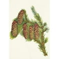 thumbnail image 3 of Mary Vaux Walcott 11x14 Black Modern Framed Museum Art Print Titled - Engelmann Spruce. Picea Engelmanni (1925), 3 of 5