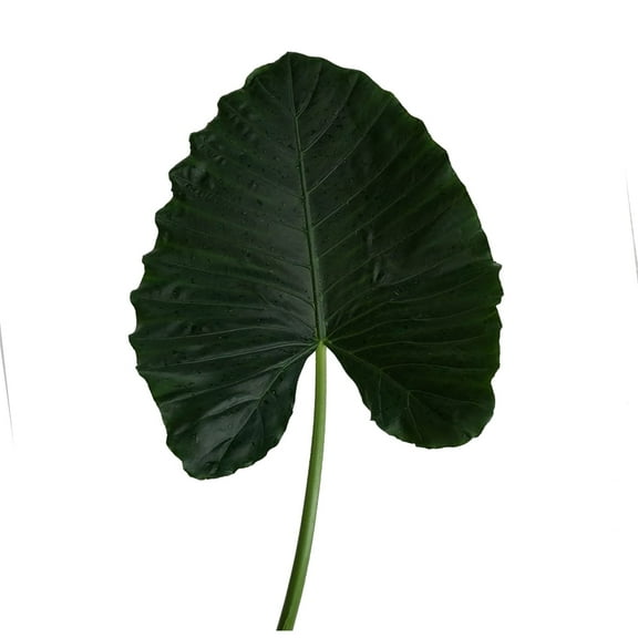 Green Alocacia Small - Farm Direct Fresh Cut Flowers - 50 Stems