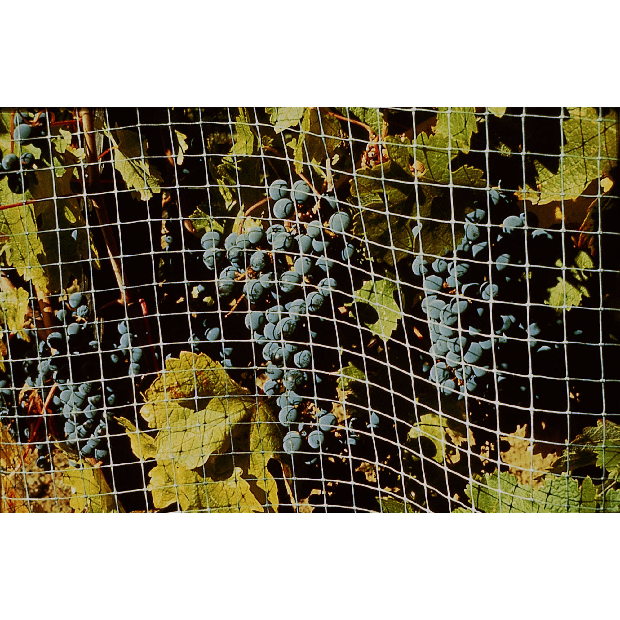 Bird Garden Netting 3/4" Mesh Lightweight Bird Control, 100' Roll 14 Feet Wide Blocks Pest Birds
