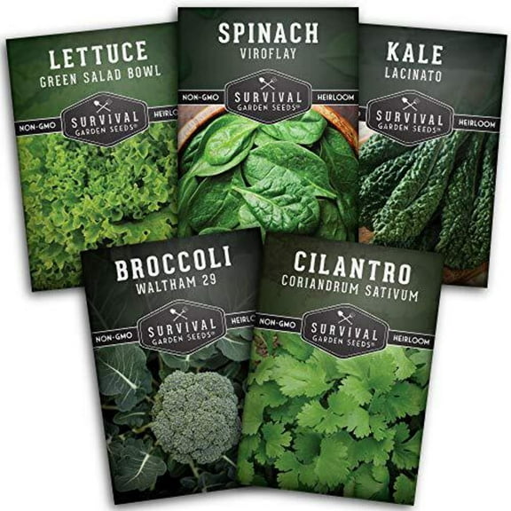 Cool Weather Vegetable Seeds 5 V ariety Pack - Spinach Kale Cilantro Broccoli Lettuce - Full Sun Annual