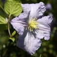 thumbnail image 4 of Clematis Blue Angel - 4 Live Starter Plants in 2 Inch Growers Pots - Starter Plants Ready for The Garden - Rare Clematis for Collectors, 4 of 7