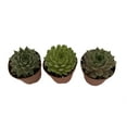 thumbnail image 3 of Hens & Chicks - 3 Different Plants - Sempervivum - Great House Plant - 2" Pots, 3 of 3