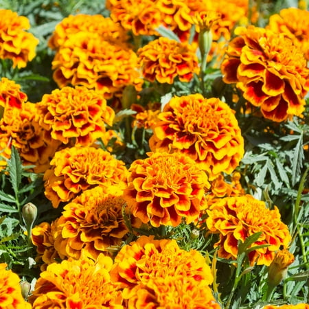 French Marigold Flower Garden Seeds Hero Series Flame 1000 Seeds Annual Flower Gardening Seeds Tagetes Patula - 