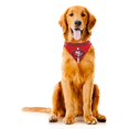 thumbnail image 2 of San Francisco 49ers Dog Bandanna Size S, 2 of 6