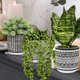 thumbnail image 5 of Set de plantas artificiales en maceta Winlyn Succulents Snake Plant x3, 5 of 9
