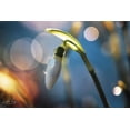 thumbnail image 2 of Podt, Martin 18x13 Black Ornate Wood Framed with Double Matting Museum Art Print Titled - Snowdrops IV, 2 of 4
