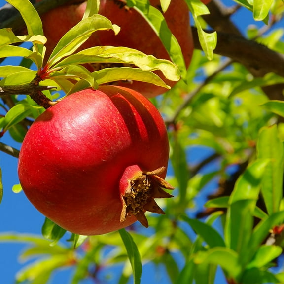Brighter Blooms - Cold-Hardy Red Pomegranate Bush, 1 gal - No Shipping to AK, AZ, HI