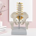 thumbnail image 2 of maskred PVC Human Pelvis with Pelvis and Size Toy Learning Life Bones Leg Style A 1Set, 2 of 6