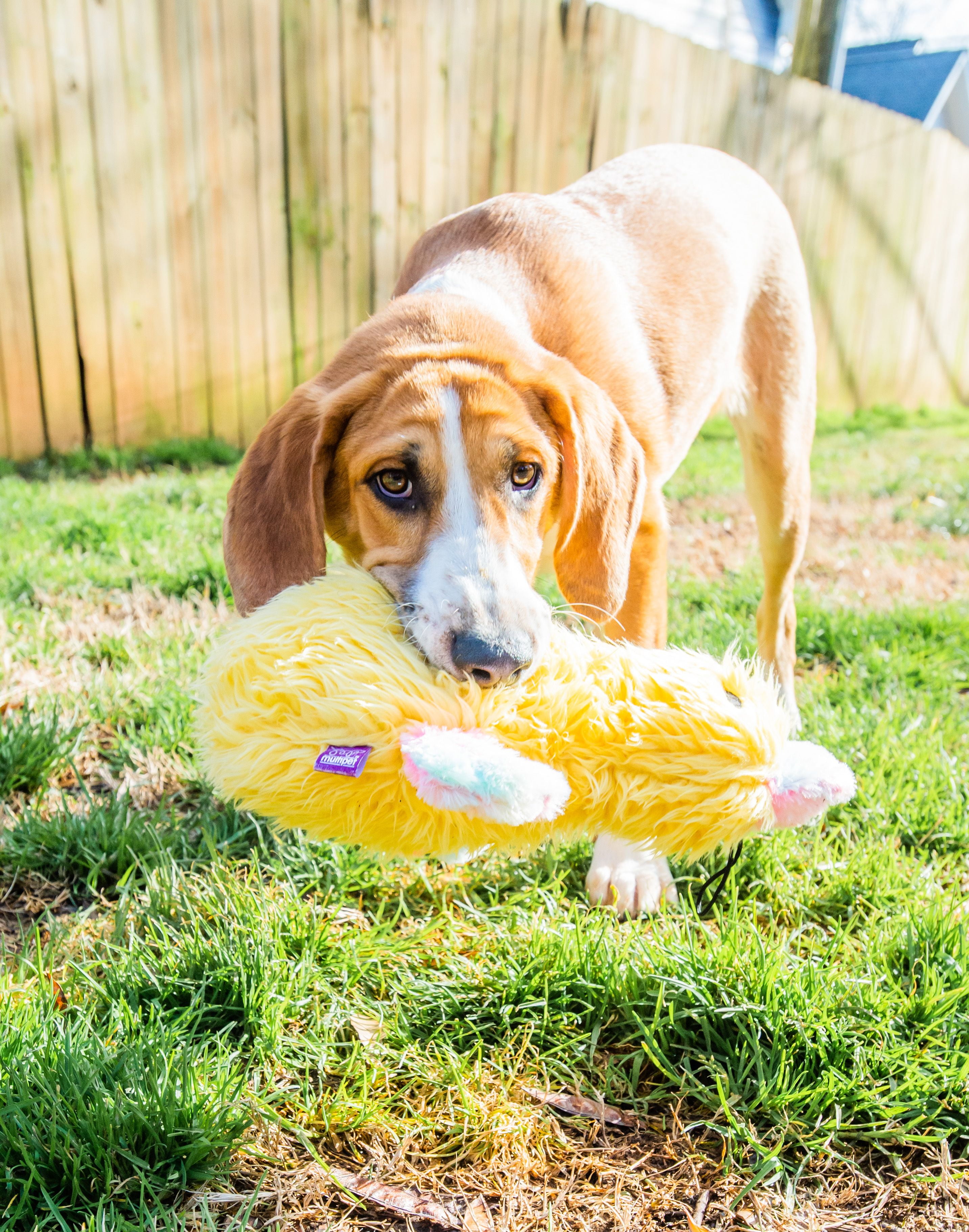 Pet Supplies : FGA MARKETPLACE Duck- Monkey Flat NO Stuffing NO Squeak  Plush Dog Toy, Funny Style Will Entertain Your Dog for Hours, Recommended  for Small and Medium Dog 21 INCH Long 