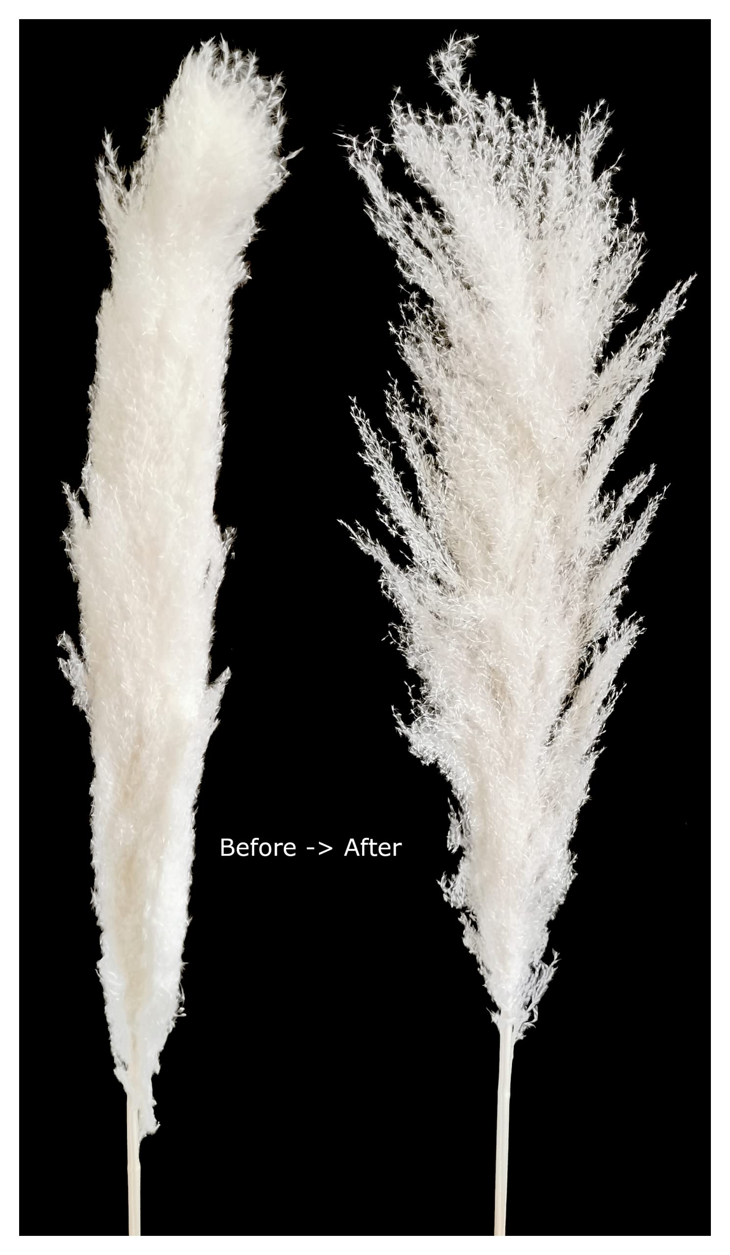 CalCastle Craft 3 Stems 48" Dried Natural Pampas Reed Dried Flowers Wedding Home Decor (Reed Pure-White Jumbo)